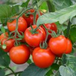 Jak i kiedy zbierać pomidory w ogrodzie oraz o ich pielęgnacji