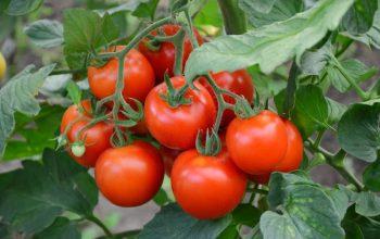 Jak i kiedy zbierać pomidory w ogrodzie oraz o ich pielęgnacji